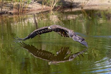 Europese zeearend (Haliaeetus albicilla) van gea strucks