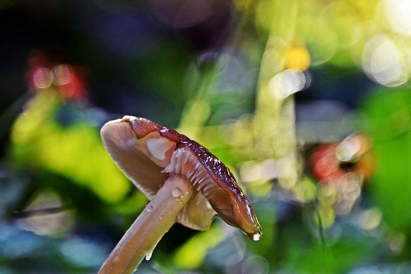 een paddenstoel op de bosgrond van Werner Lehmann