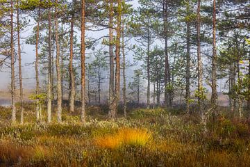 Pines in a moor by Daniela Beyer