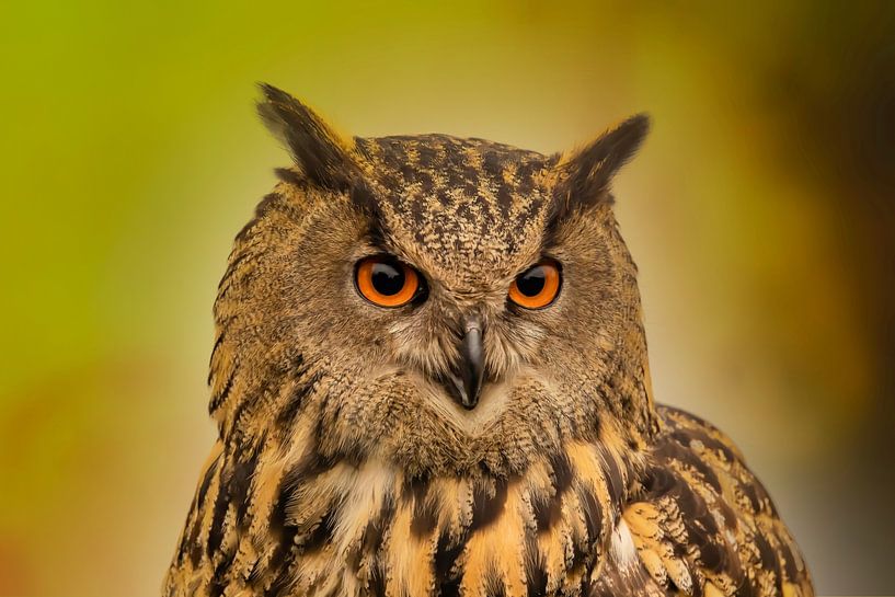 Hibou, Bubo bubo par Gert Hilbink