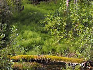 Jungle en Laponie finlandaise à l'été