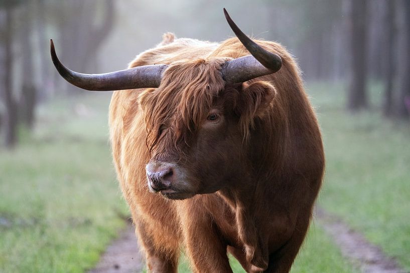 Schotse hooglander op Veluwezoom van CMphotos