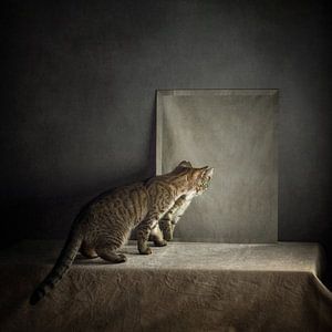 Kater, bin ich das?