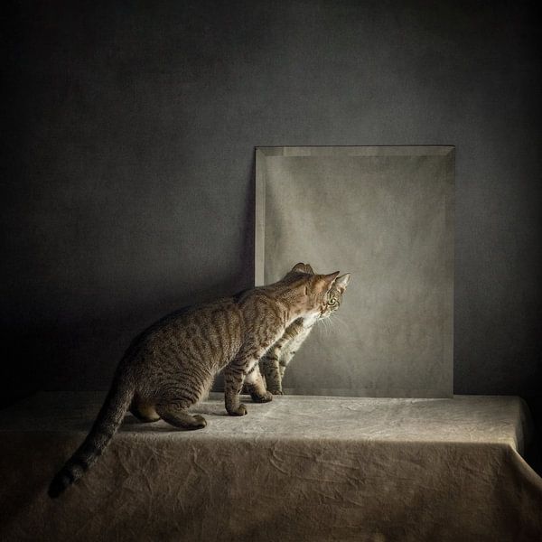 Poes, ben ik dat? van Mariska Vereijken