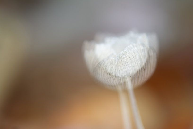 Haresfoot exposition multiple par Lucia Leemans