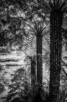 Regenwoud in de mist XV