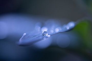 drops of violet by Arienne Mol