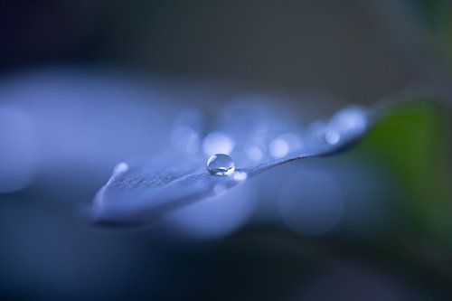 drops of violet