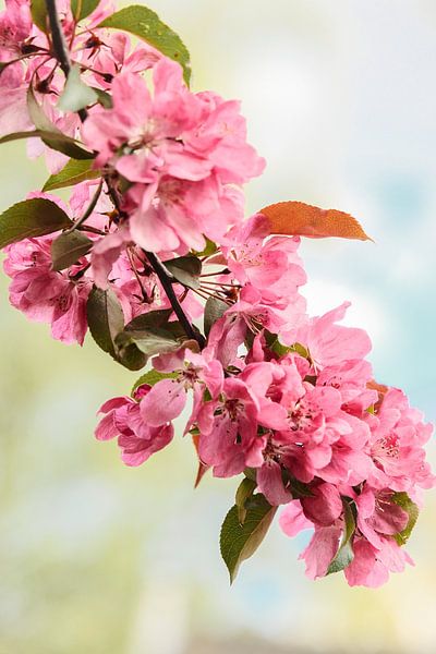 In voller Blüte. von tim eshuis