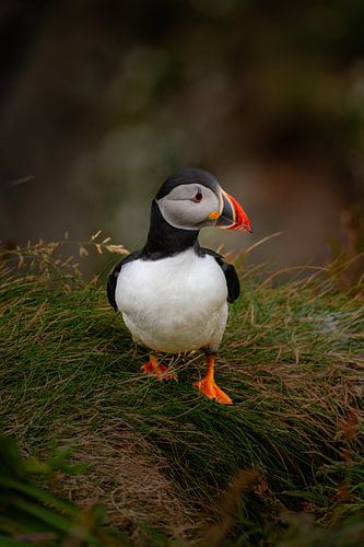 Rustig portret van een papegaaiduiker tussen gras, Lunga, Schotland