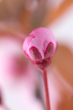 Kersenbloesem boomknop van Jane van Bostelen