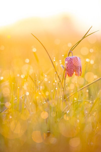 Kievitsbloemen  in een veld tijdens een prachtige lente zonsopkomst met dauwdruppels op het gras. van Sjoerd van der Wal Fotografie