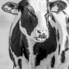 Vache noir et blanc sur Ronald Timmer