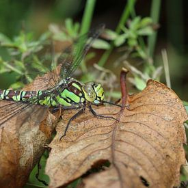 Blaugrüne Mosaikjungfer von Matthias Brix