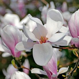 Magnolia après la pluie sur christine b-b müller