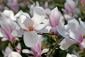 Magnolia after the rain by christine b-b müller