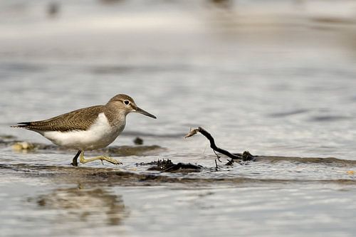Oeverloper leeft op grote voet
