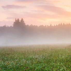 Morning atmosphere in the Erzgebirge meadows by Daniela Beyer