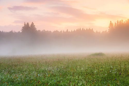 Morning atmosphere in the Erzgebirge meadows by Daniela Beyer
