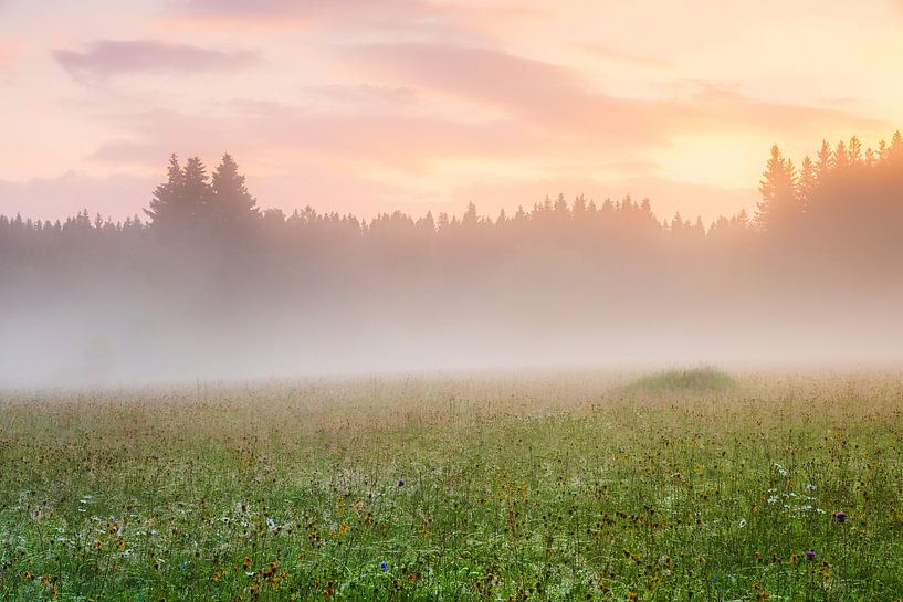 Morgenstimmung in den Erzgebirgswiesen von Daniela Beyer