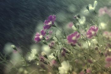 RAIN AND TEARS by Mieke van der Beek