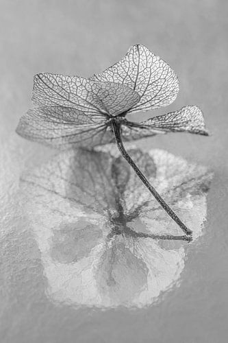 Stilleven met bloemen in zwart-wit : Het hortensiablaadje in het licht