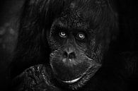 Slim gezicht orang-oetan close-up. Flegmatische licht ironische blik in de ogen. Donkere, zwarte ach van Michael Semenov thumbnail