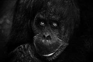 Slim gezicht orang-oetan close-up. Flegmatische licht ironische blik in de ogen. Donkere, zwarte ach van Michael Semenov