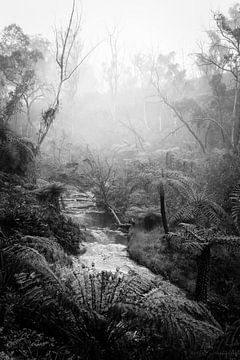 Regenwoud in de mist XI van Ines van Megen-Thijssen