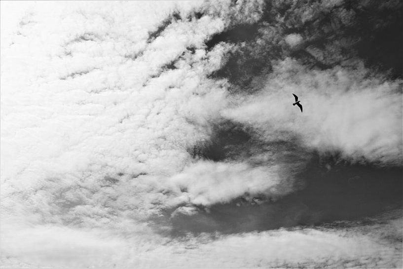 Libre comme un oiseau par Marije Zwart