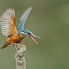 Kingfisher by Menno Schaefer