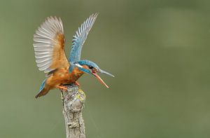 Eisvogel
