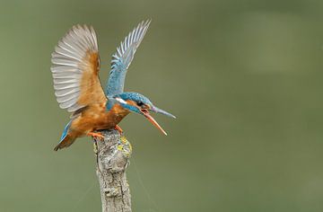 Kingfisher by Menno Schaefer