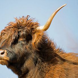 Schotse Hooglander van CreaBrig Fotografie