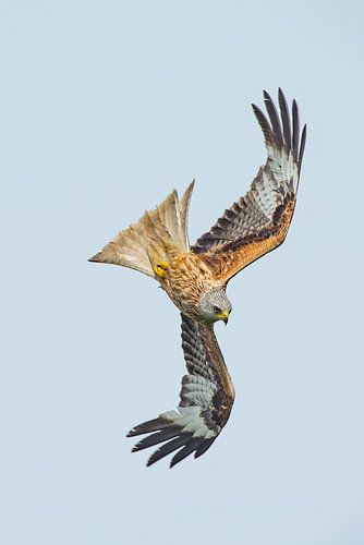 Rode Wouw in duikvlucht in Engeland