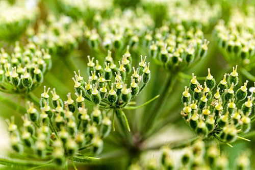 Closeup van een Berenklauw / Herculeum Sphondylium