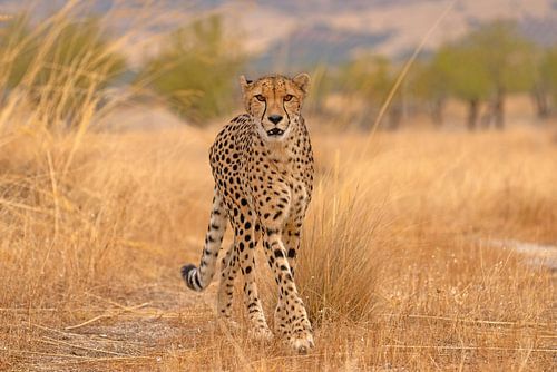 De focus van de cheetah