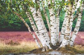 Weiße Birken in einem Meer aus violetter Heide von Fotografiecor .nl