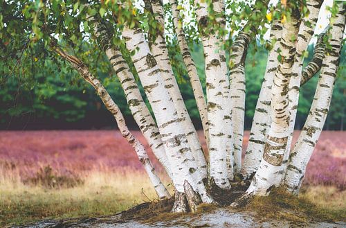 White birches in a sea of purple heather