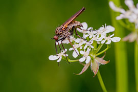 Mouche sur une ombellifère blanche