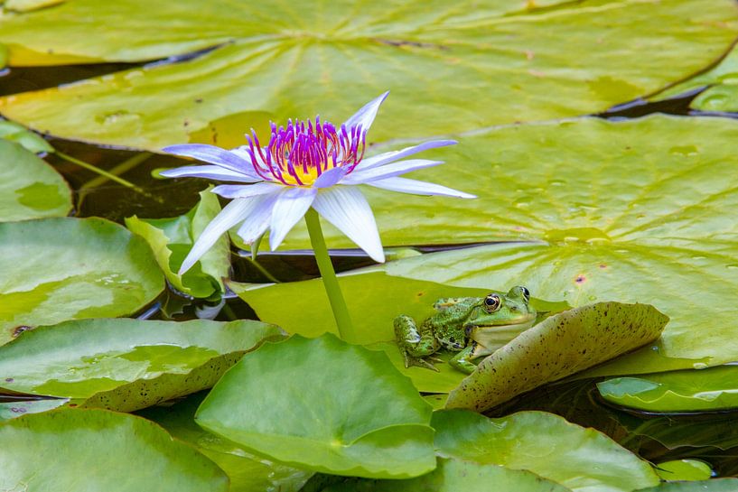 Grenouille par Hans-Bernd Lichtblau