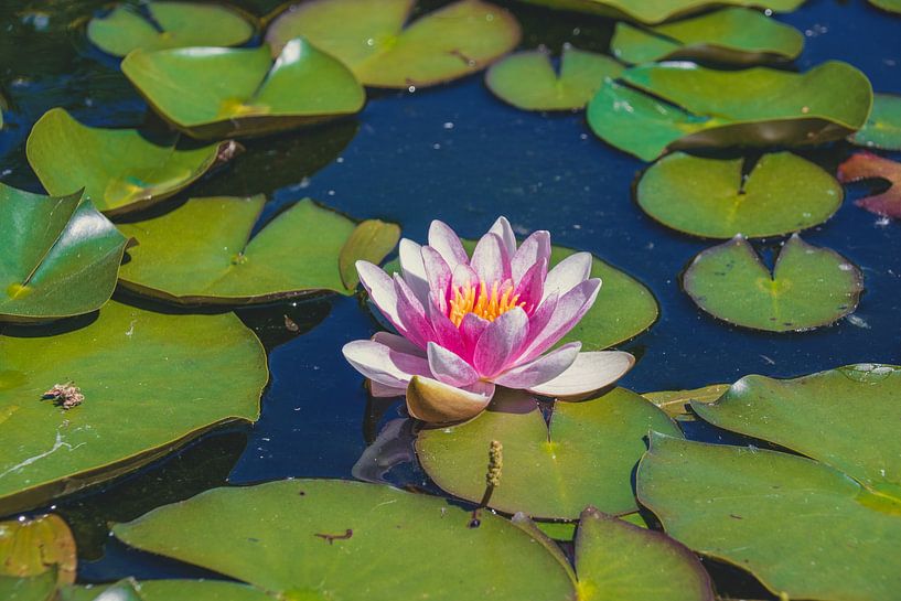 Rose water lily in bloom by marieke maes