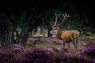 Poser en violet par Ruud Peters Aperçu