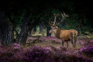 Poser en violet sur Ruud Peters