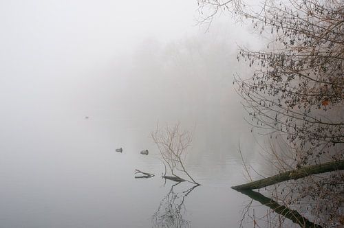 Brouillard près d'un étang dans un parc Paysage d'hiver sur Animaflora PicsStock