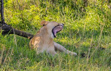 Lioness in nature reserve in Hluhluwe National Park South Africa by SHDrohnenfly