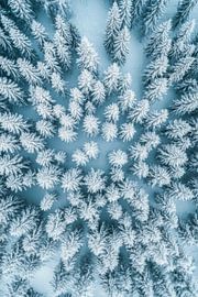 Winterswald sky by Poster Art Shop