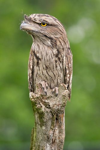 Tawny frogmouth