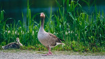 Vigilant (goose) by Rob van der Pijll