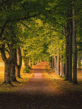 Herbstmorgen-Allee von Nicklas Gustafsson